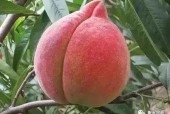 蜜桃产品区一区一区三区